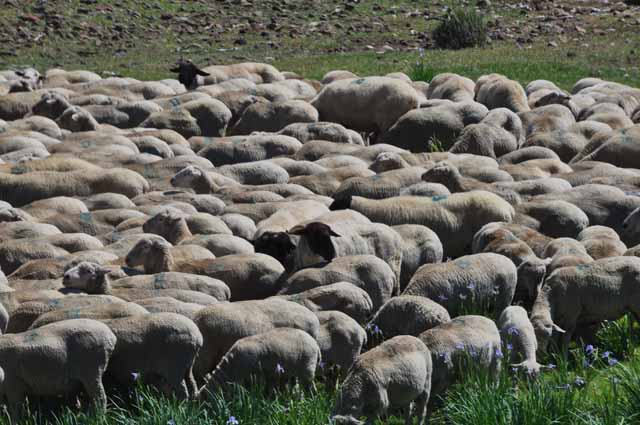 sheep on the road to Bodie